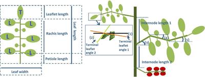Consequences of interplant trait variation for canopy light absorption and photosynthesis